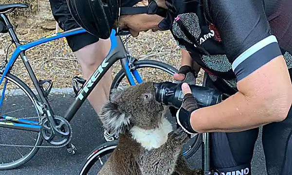 Thirsty koala approaches cyclists and chugs their water