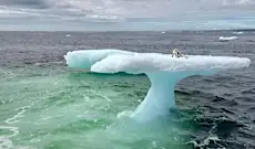 Eles avistaram uma criatura em um iceberg solitário