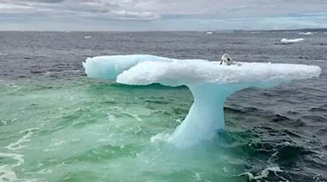 [Fotos] Pescadores encontraron una criatura sorprendente en un iceberg solitario