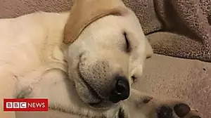 Guide dog on path to being paw-some pal
