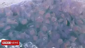 Jellyfish swarm turns sea pink