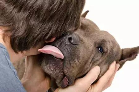 Dog Licks Aren't Kisses- Here Is What It Really Means