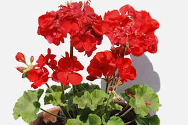 Personne ne connait les vertus de cette plante, pourtant elle éloigne les moustiques de la maison