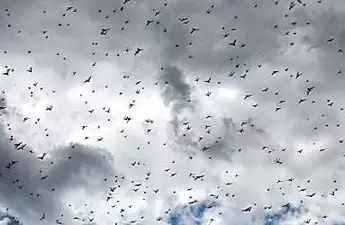 Swarms of locusts threaten food security in Kenya: govt