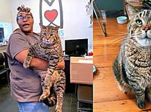Mr. B, the 26-pound shelter cat that made the internet smile, finds his new home