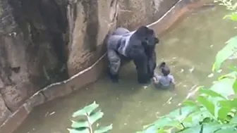 ゴリラはそっと幼い子供をドアの前に横たえた　ゴリラが立ち上がった瞬間 心打つ光景が繰り広げられた