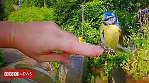 Footage shows 'one-in-a-million' bird