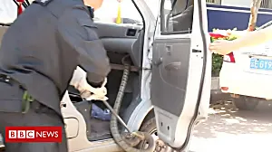 Police officer pulls cobra from minivan