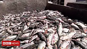 'Foreign trawlers are taking our fish'