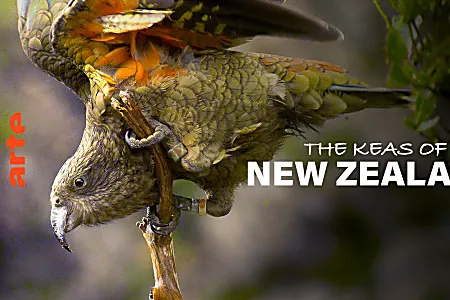 The Keas of New Zealand - Watch the full documentary
