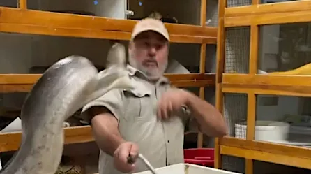 Mira como el dueño de un zoológico sobrevive al ataque de una serpiente | Video