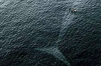 She Thought It Was A Blue Whale Until She Looked At The Pictures She Took [Pics]