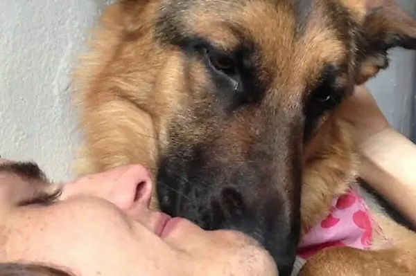 Dog licks aren't kisses. When It Licks You, Here Is What It Really Means
