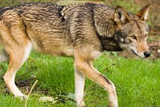 [Pics] The Wild Wolf's Reaction To The Man Who Rescued Him From A Trap Is Priceless