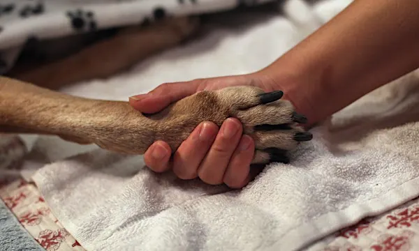 A mystery disease hits Norway's dogs A mystery disease hits Norway's dogs