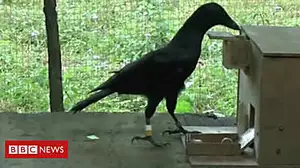 How crows can use a vending machine