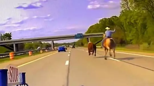 Cow chaos: Wrangler on horseback lassoes runaway animal on highway