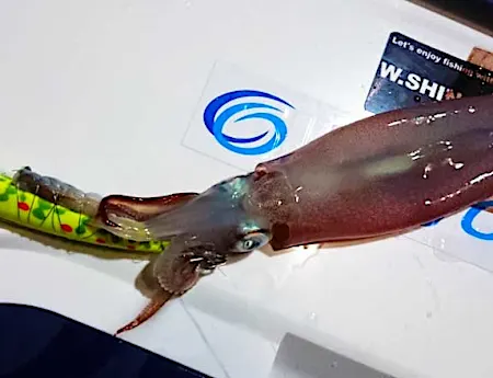 『餌巻きスッテ』使用イカメタルのススメ 仕掛け＆エサの作り方を解説