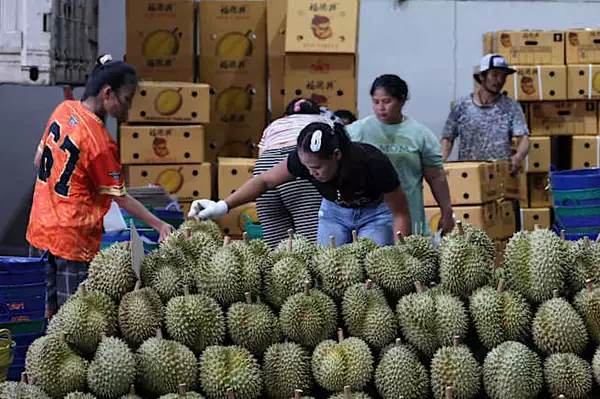 危險訊號：泰國農民全力滿足中國對榴槤的需求