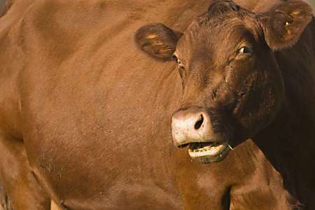 FDA approves drug to make cow poo less smelly