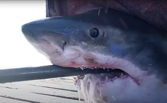 Un gran tiburón blanco de más de 700 kg nada en la costa de Florida