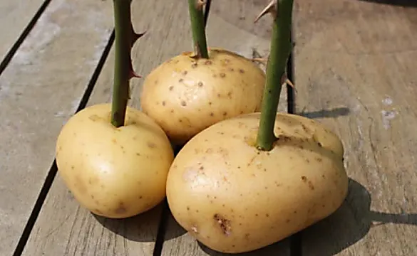 [Photos] She Sticks Rose Stalk Into Potato, Look What Happens A Week Later! Amazing!