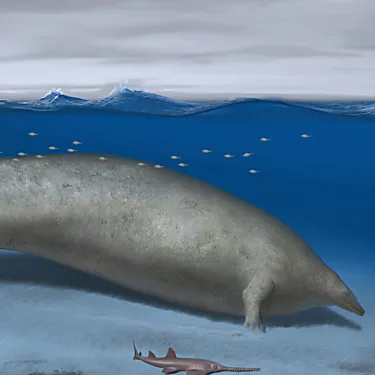 Το πιο βαρύ ζώο ποτέ;  Οι επιστήμονες ανακαλύπτουν τεράστια αρχαία φάλαινα