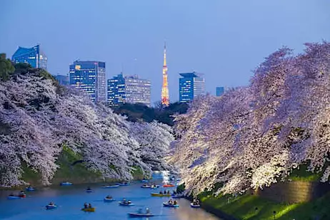 Singaporeans Living Abroad: Tokyo's changing colours Singaporeans Living Abroad: Tokyo's changing colours