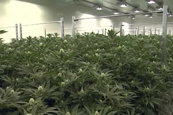 Six per cent of Manitoba pot revenues to go to ‘social responsibility fee’