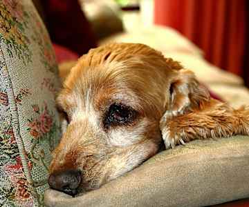 The One Meat You Should Never Feed Your Dog The One Meat You Should Never Feed Your Dog