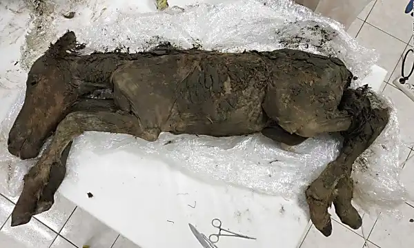 Υγρά αίμα και ούρα έχουν βρεθεί μέσα σε ένα προϊστορικό κοτόπουλο ηλικίας 42.000 ετών