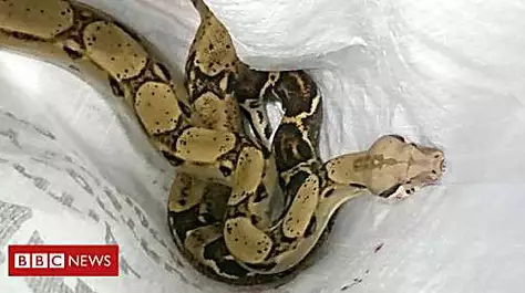 Women sentenced for throwing snake