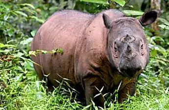 Malaysia's last male Sumatran rhino dies: officials