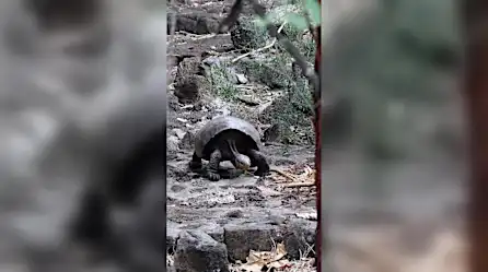 Hallan tortuga gigante de especie que se creía extinta