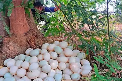 L'agricoltore trova strane uova nella piantagione; quando si schiudono, scoppia in lacrime