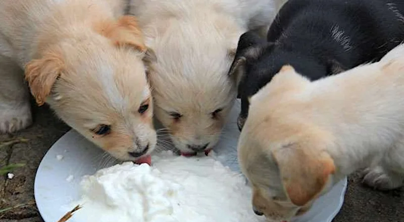 3 Alimentos tóxicos para cães: A única coisa que nunca deve ser oferecido para cachorros