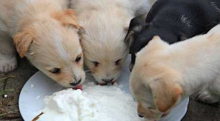 3 Alimentos tóxicos para cães: A única coisa que nunca deve ser oferecido para cachorros