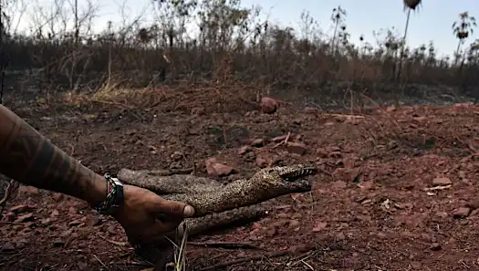 Activista de los animales habla del impacto de los incendios en la flora y fauna de Bolivia