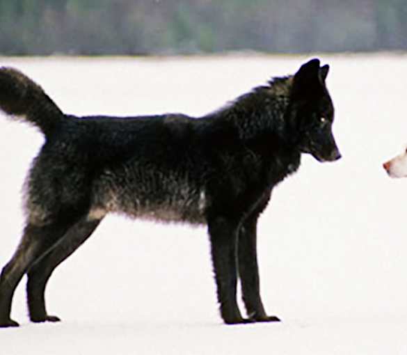 [Pics] Wolf Approaches A Dog In Park, Then The Unexpected Happens