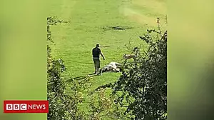 Man filmed attacking horse in playing field