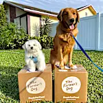 People Are Quitting Ultra-Processed Food, Now Dogs Can Too