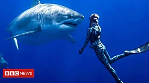 Swimming with 'biggest' great white shark