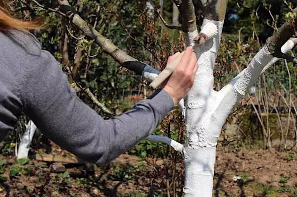 Perché si dipingono di bianco i tronchi degli alberi?