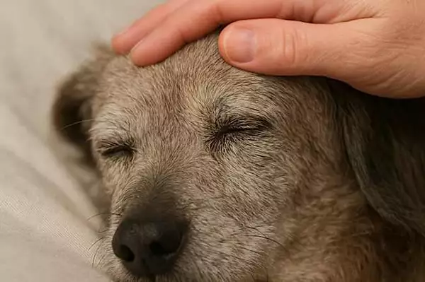 3 Toxic Foods For Dogs: The One Meat You Should Never Feed Your Dog