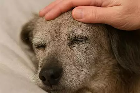 3 Toxic Foods For Dogs: The One Meat You Should Never Feed Your Dog 3 Toxic Foods For Dogs: The One Meat You Should Never Feed Your Dog