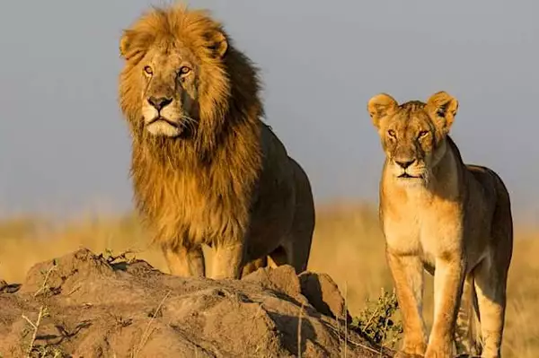 [Pics] Lioness Sees Man Who Saved Her 7 Years Ago. Look At Her Reaction