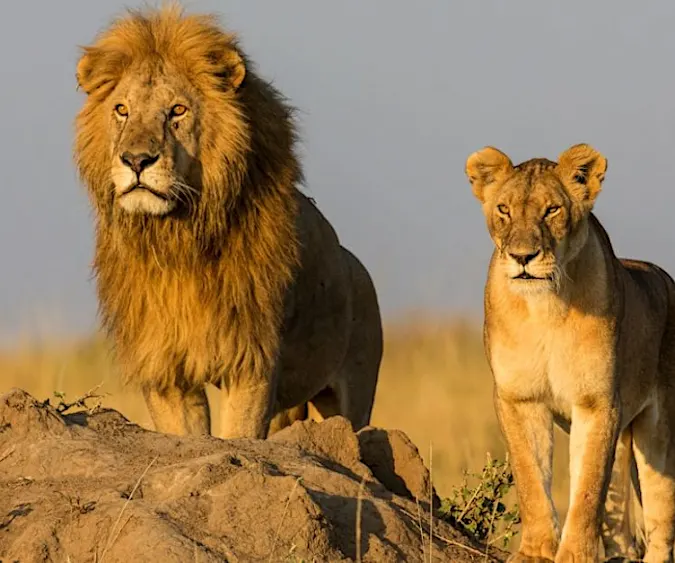 [Pics] Lioness Sees Man Who Saved Her 7 Years Ago. Look At Her Reaction