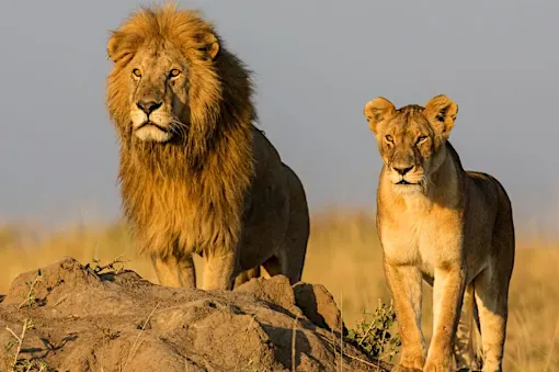 [Pics] Lioness Sees Man Who Saved Her 7 Years Ago. Look At Her Reaction