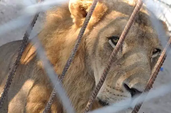 [Pics] Lioness Sees Man Who Saved Her 7 Years Ago. Look At Her Reaction