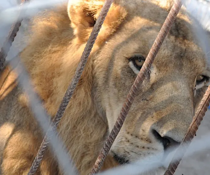 [Pics] Lioness Sees Man Who Saved Her 7 Years Ago. Look At Her Reaction